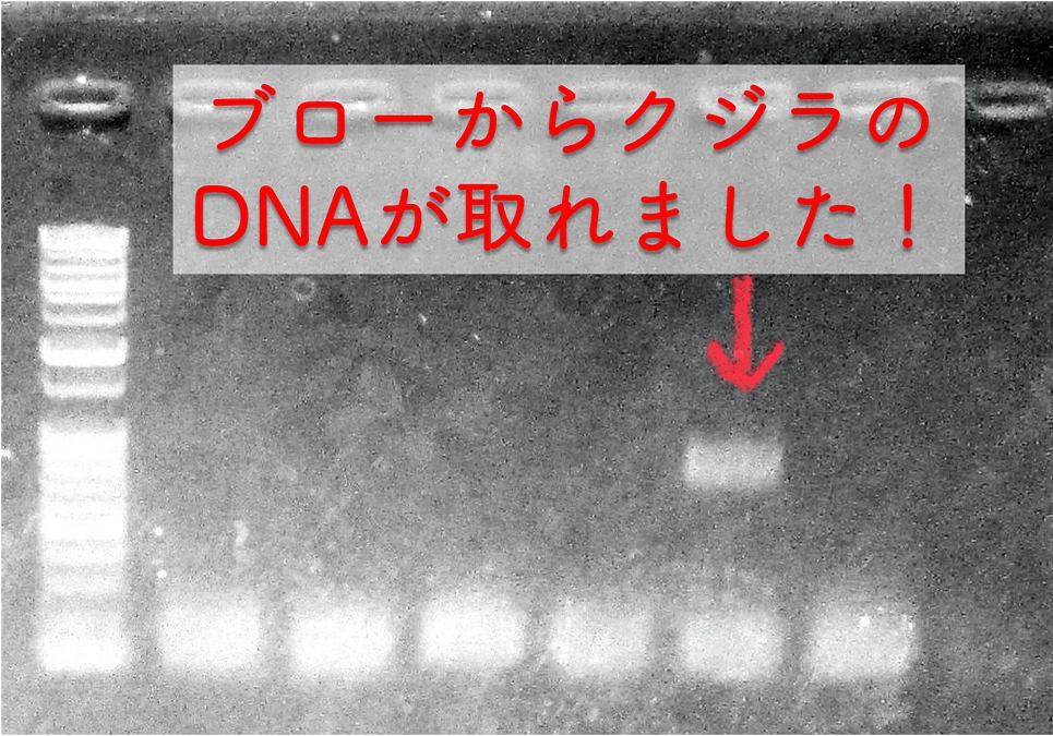 2023年！よろしくおねがいします！ 〜DNA分析の進捗〜