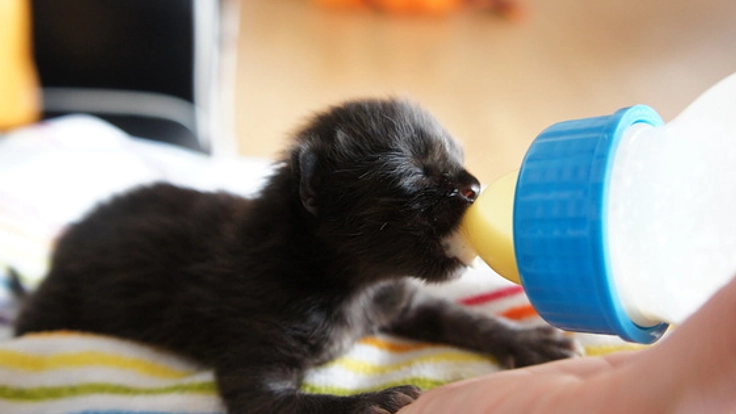 殺処分ゼロを目指し、保護猫と里親をつなぐサイトを作りたい！