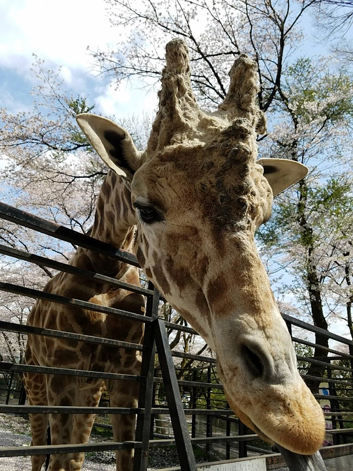 【＼緊急企画第４弾！／】アミメキリンの「ハツカ」へ誕生日プレゼントを！！