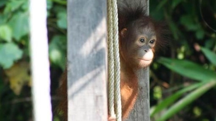 オランウータンの棲む森と先住民の暮らしを守るエコツアーを開く