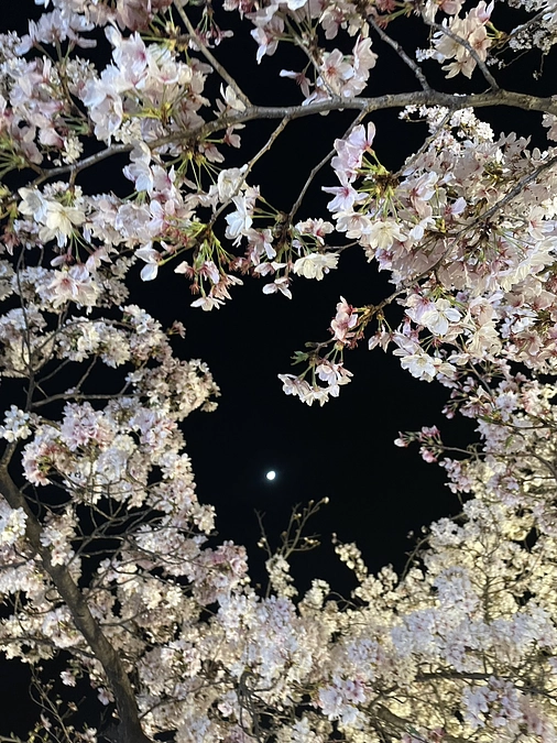 【動画37】さくらさくら5