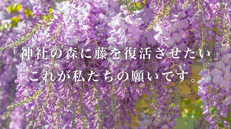 京都伏見・藤森神社～京都の古社で藤爛漫の地復活を～ 5枚目