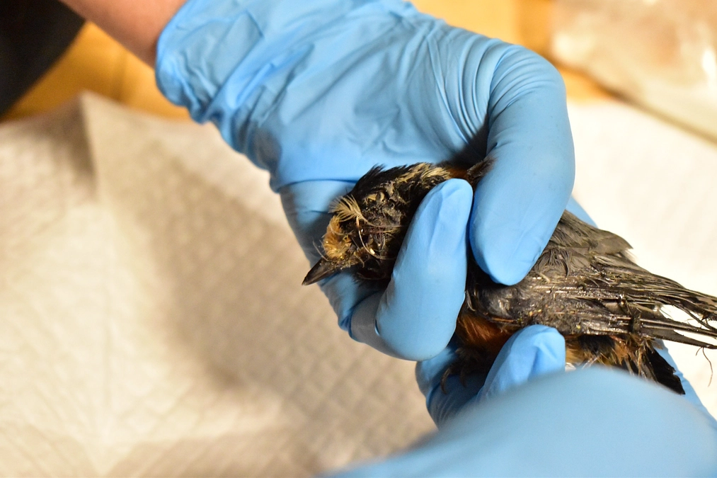 【保護情報】ネズミ捕りシートにかかってしまったヤマガラ