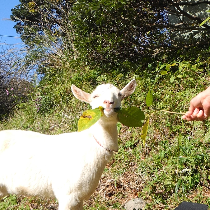 さようなら、モコ