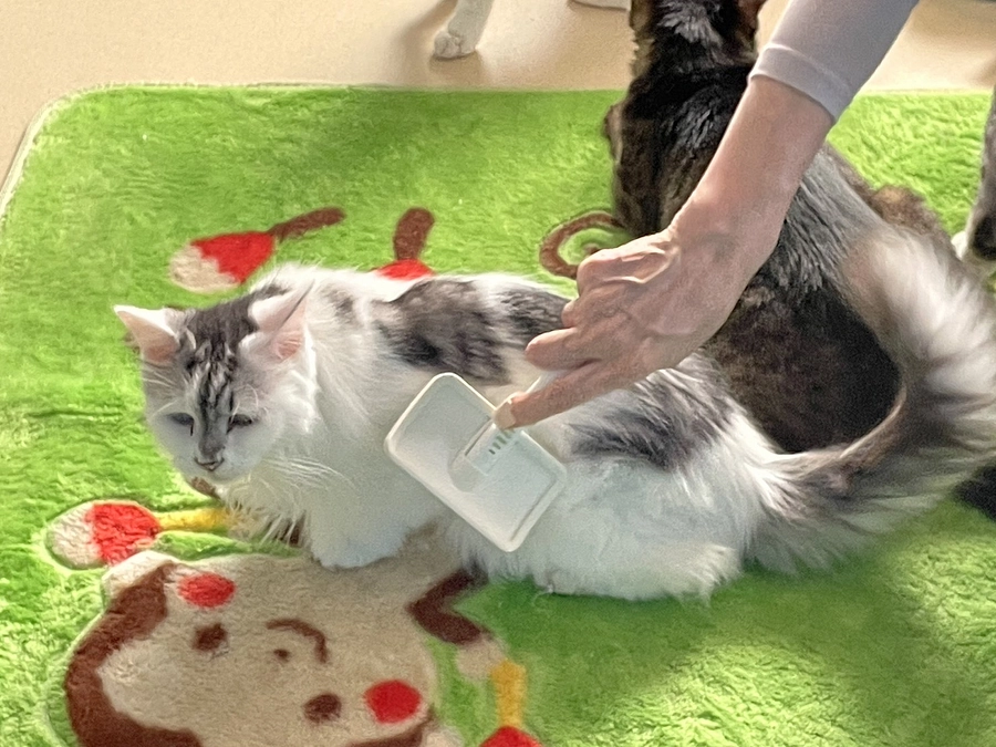 ★ 穏やかに過ごせることの感謝 ・ 震災から12年が経ちました