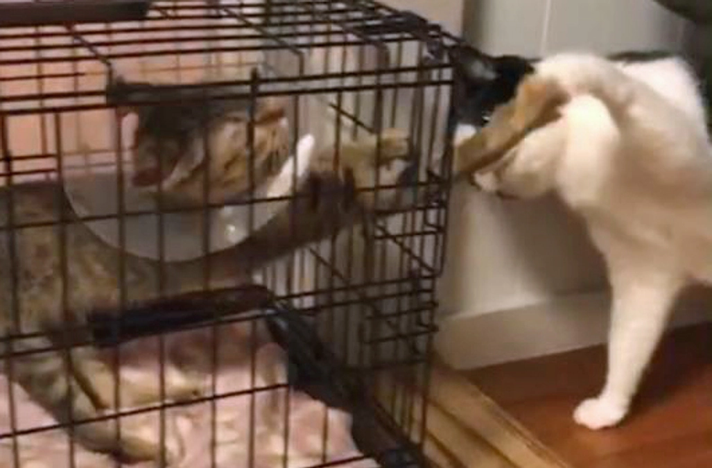 新年早々ネコパンチ炸裂！！