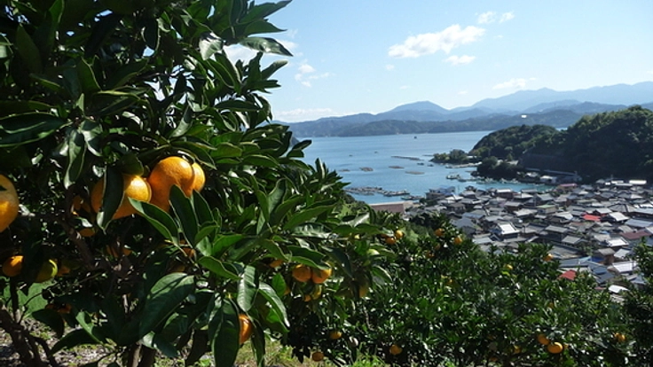 愛媛県五明の元気でおいしい農産物を全国へECサイトで届けたい