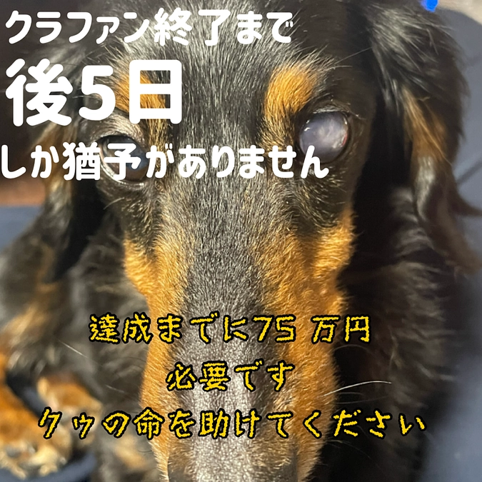 残り5日です、クゥを助けてください😞