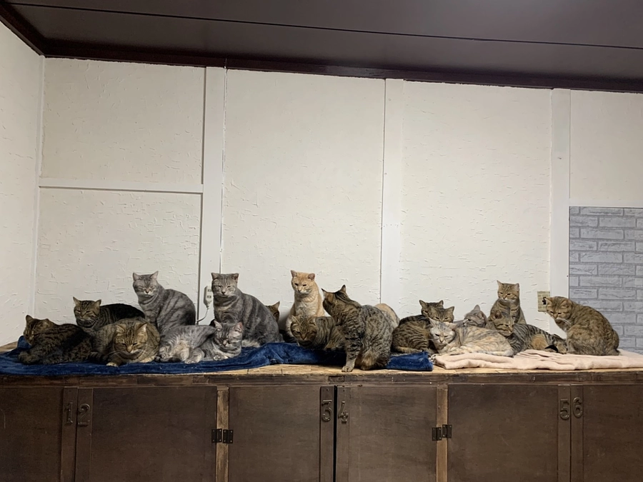 猫丸最大の挑戦。どうか、お力をお貸しください。