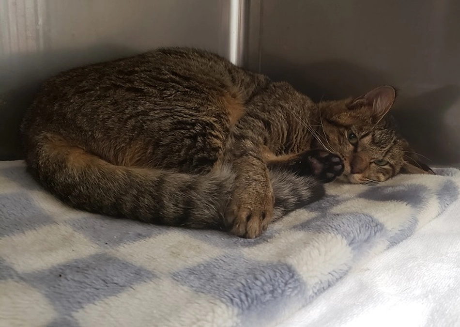 ☆マザキさん、すみれを助けたい　カンパのお願い