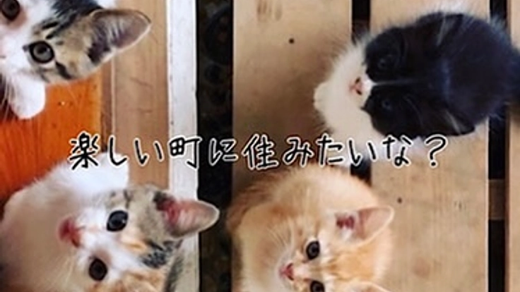 地域猫問題の解決を図りたい★保護猫たちが暮らす町と社会を創りたい！ 3枚目