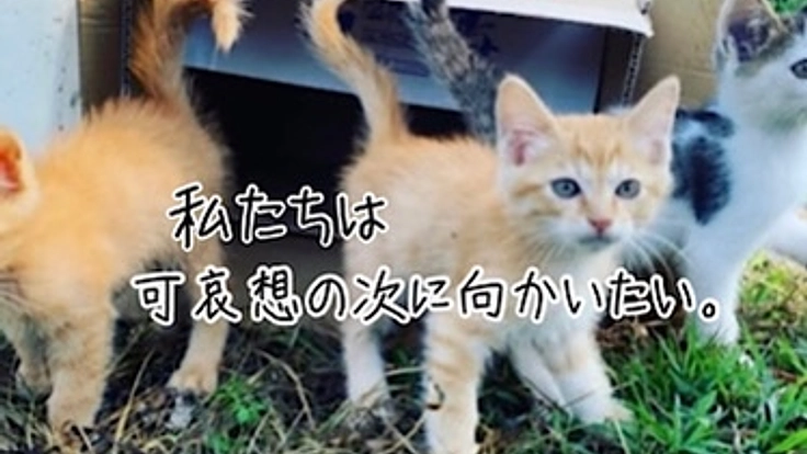 地域猫問題の解決を図りたい★保護猫たちが暮らす町と社会を創りたい！ 4枚目
