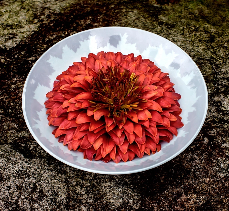 応援メッセージ｜ニコライバーグマン様