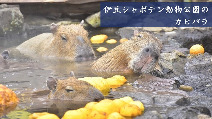 北里柴三郎博士が功績を残した伊東の地に顕彰モニュメントを建立したい 2枚目