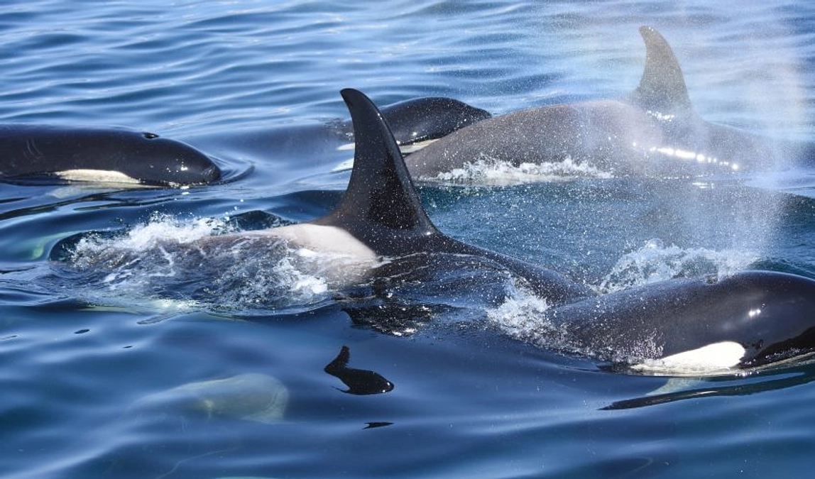 シャチの生態型について遺伝子から探る