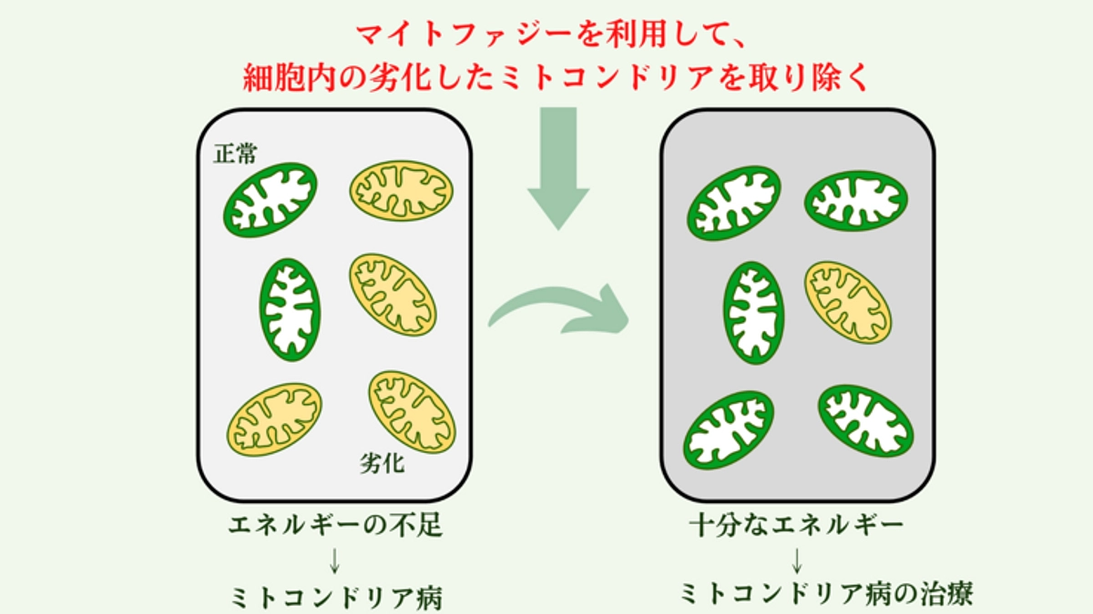 新潟大学のミトコンドリア研究　クラウドファンディングご紹介