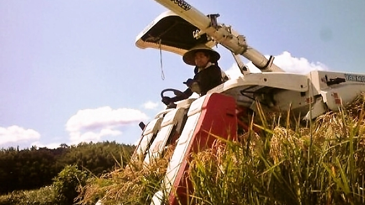 千葉県四街道の荒れたたんぼを再生させ、秋に稲穂を実らせたい！