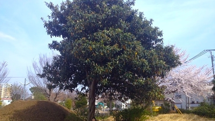 マンション建設で伐採予定の枇杷の樹を移植し命を未来に繋げたい