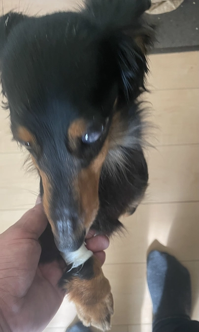 4月1日　クゥの抗がん剤治療