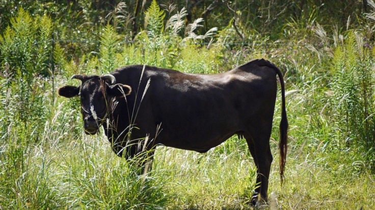 牛の丸焼きを通して食育を考えるイベントを開催したい。