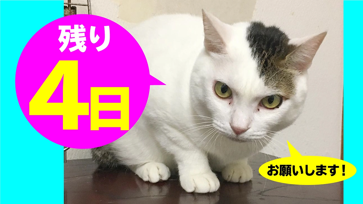 終了まで残り【4日】