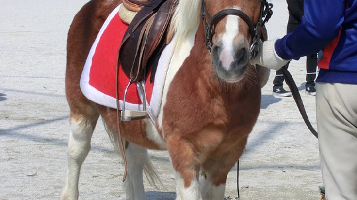 ハンディをもつお子さんが馬との活動を通じ成長できる場所を提供