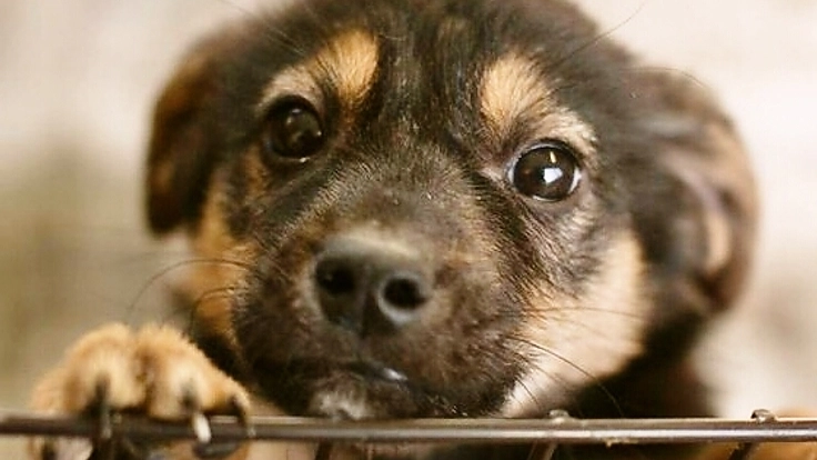 ドッグウォーキングイベントで１匹でも多くの捨て犬を救いたい！