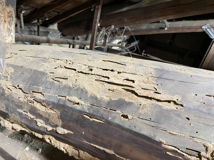 主屋棟のシロアリ被害部分補強工事が始まりました！