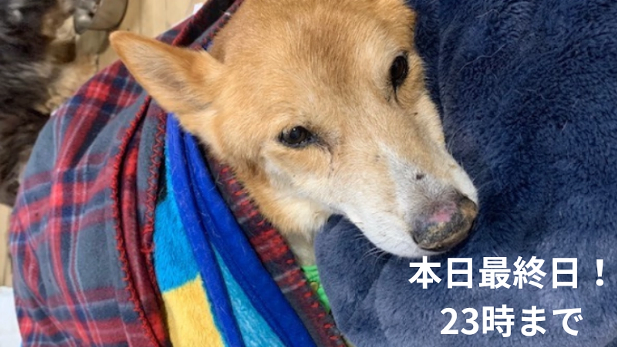 【本日最終日！】ここまでの感謝とお願い