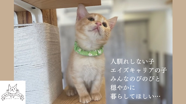保護猫カフェを移転して、エイズや人馴れしない猫たちにも温かいご縁を 2枚目
