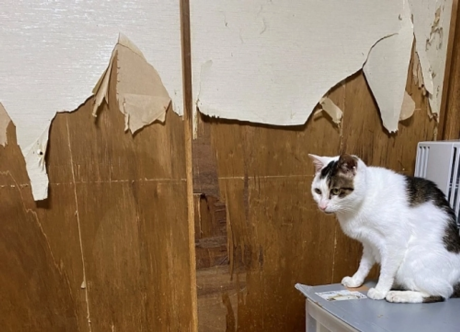 ★小田原猫　アキ君　フォスターペアレント様　ありがとう