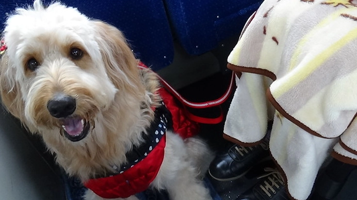 もっと日本をやさしくするための「ほじょ犬サミット」を6月開催