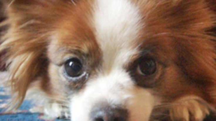 保護犬の「預かり施設」を、犬と人が自然に触れ合える環境に！