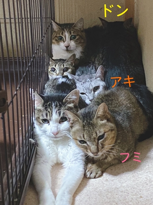 ★小田原多頭猫の日常