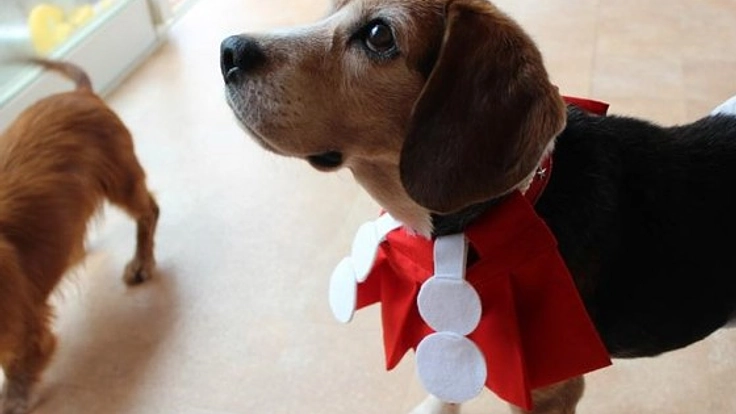 一生のパートナーに出会えるドッグラン!大阪の動物保護譲渡施設