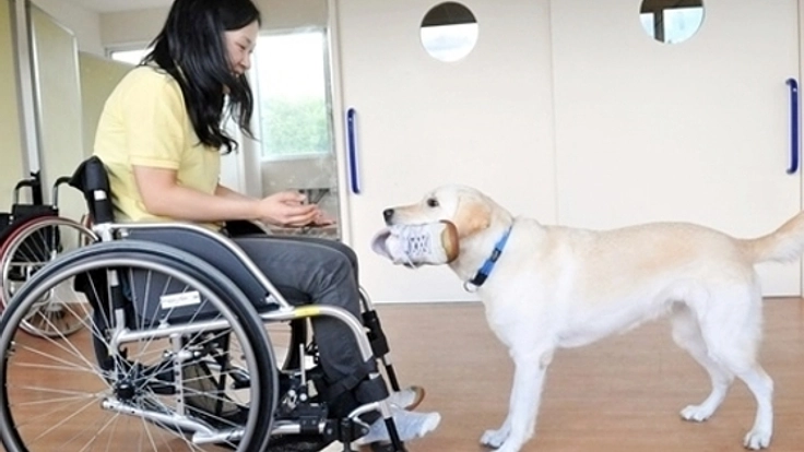 介助犬育成のためのDog Runを拡張するプロジェクト