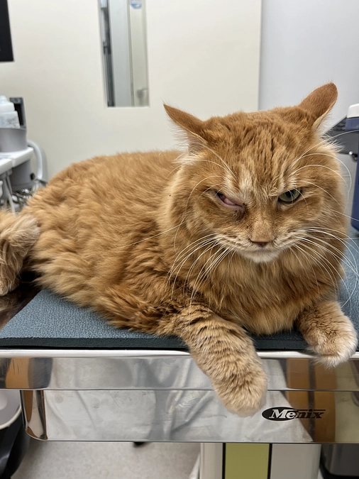 ４回目の抗がん剤治療に行ってきました。