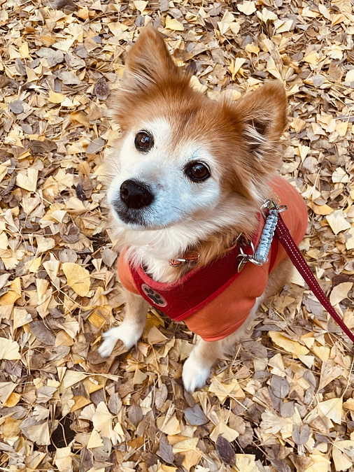 メリークリスマス