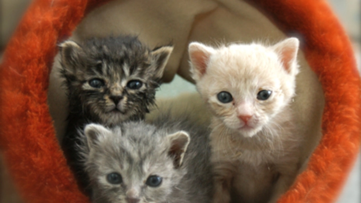 保護された猫が新しい家族と出会えるカフェを作りたい！