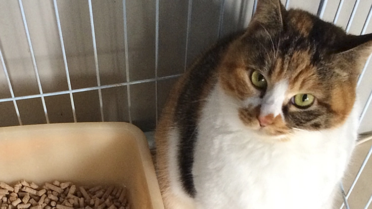 庄内の森林から作った猫砂ペレットを商品化し動物と自然の保護を