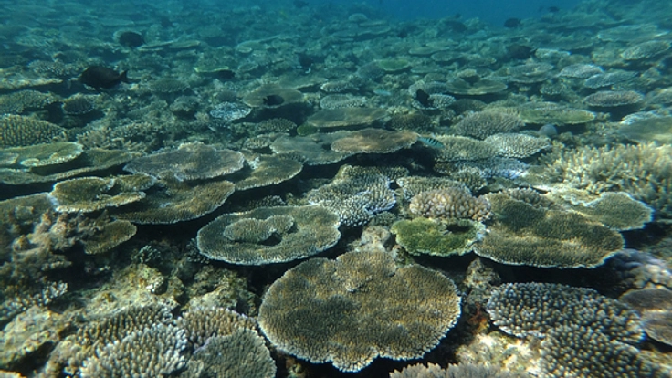 貴重なサンゴ、生き物が生息する沖縄の海を映像で伝えたい！