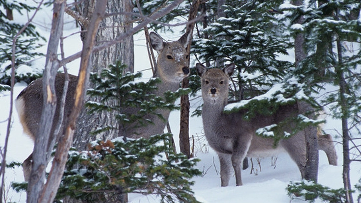 エゾシカ問題を無料のヒーローショーで伝え故郷の自然を守れ！
