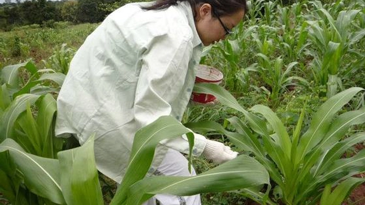 ガーナの日雇貧困農民へ安定して働ける場所「Food to all農園」を提供