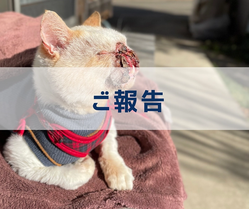 【クラウドファンディング、終了のご報告🌸】