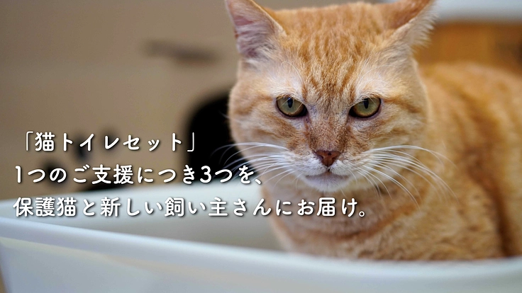 猫の殺処分を減らすために。保護猫の新生活を、猫トイレセットで応援！ 3枚目