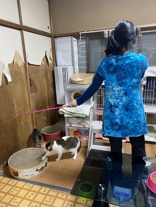 ★クラファン本日２３時迄　★あなたの手を小田原猫たちに