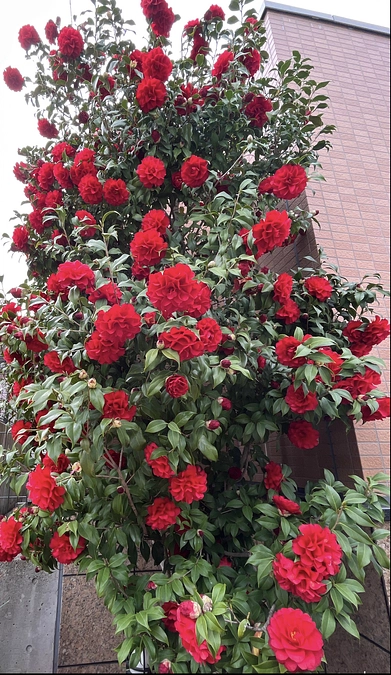 【動画35】さくらさくら3