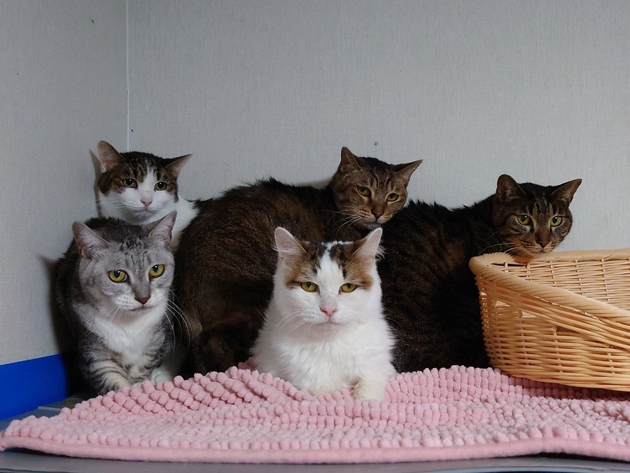 ★ HAPPY CAT DAY ／ ユズ、ハナ、ラブが帰宅しました