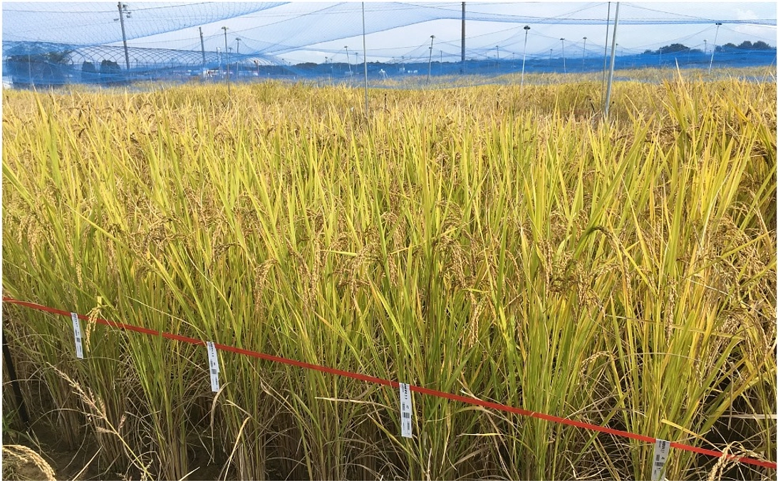 神戸新聞に掲載されました