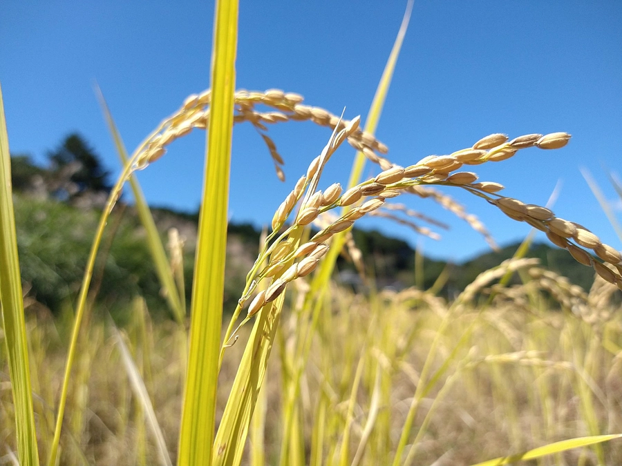 『高校生がつくる自然農のお米』稲刈りをしました！！